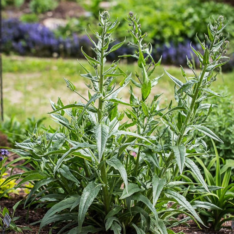 Anchusa azurea Dropmore - Buglossa azzurra (Porto)