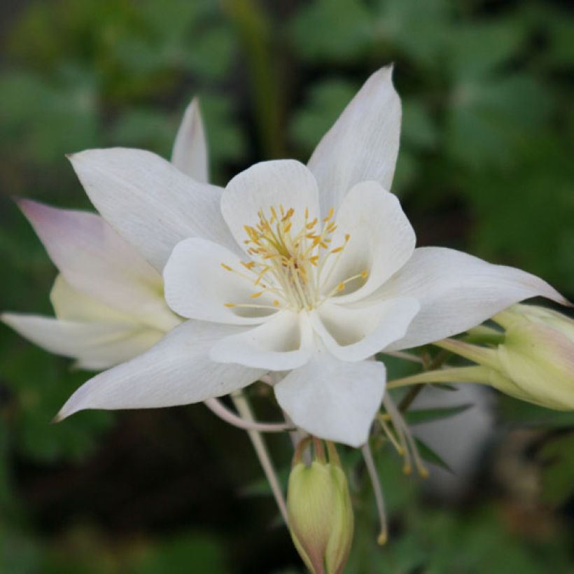 Aquilegia caerulea Snow Queen (Fioritura)