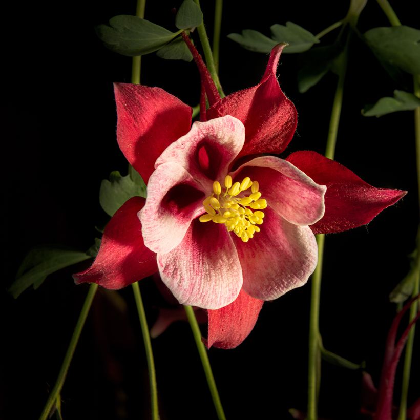 Aquilegia Songbird Series Cardinal (Fioritura)