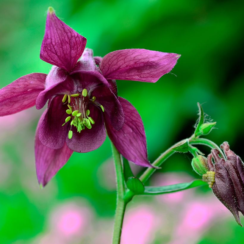 Aquilegia atrata (Fioritura)