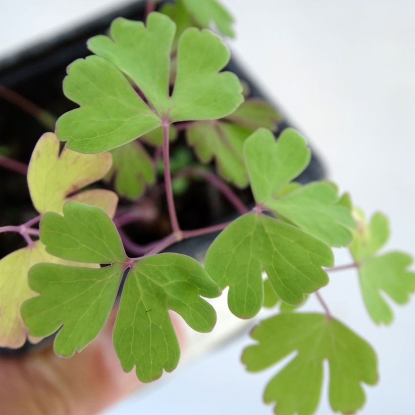 Aquilegia caerulea Kristall (Fogliame)