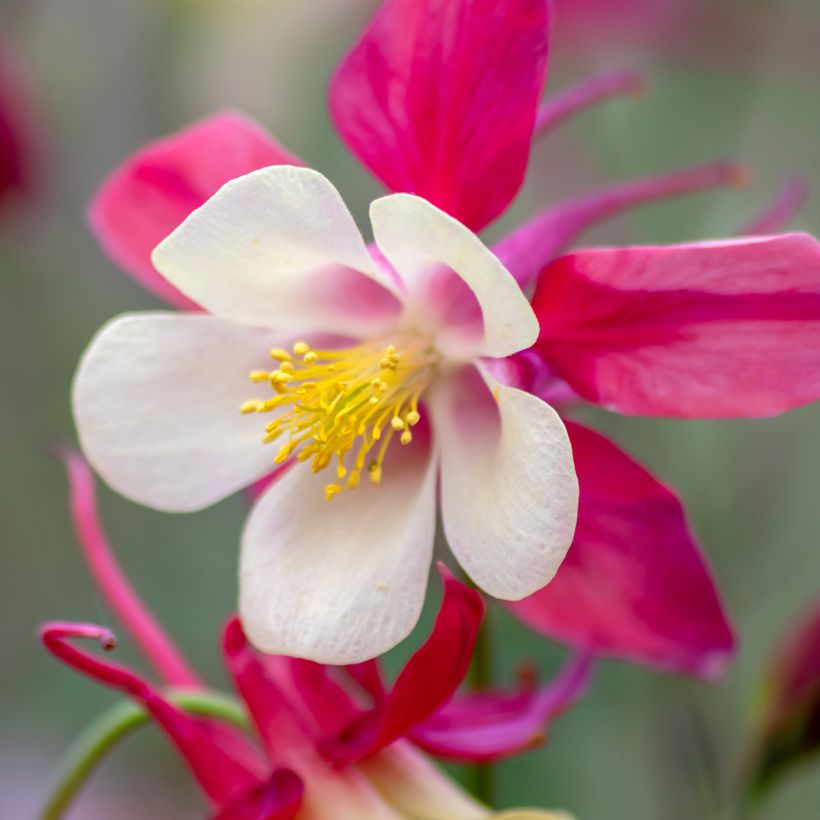 Aquilegia caerulea Rose Queen (Fioritura)