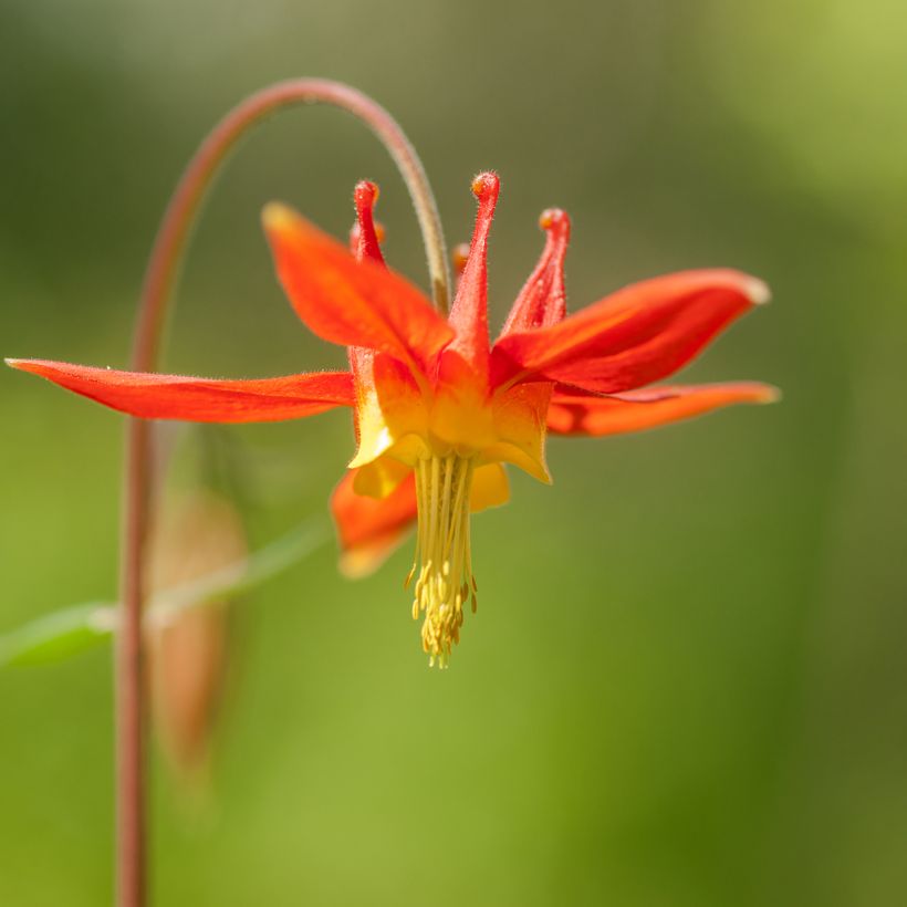 Aquilegia formosa (Fioritura)