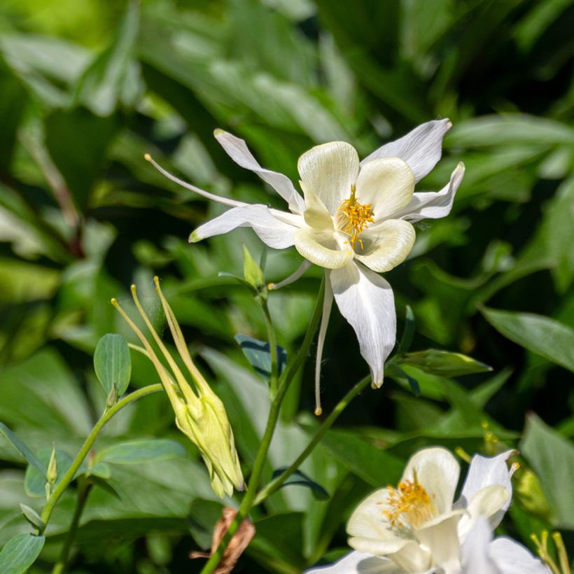 Aquilegia fragrans (Fioritura)