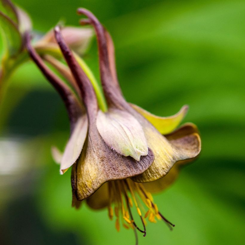 Aquilegia viridiflora (Fioritura)