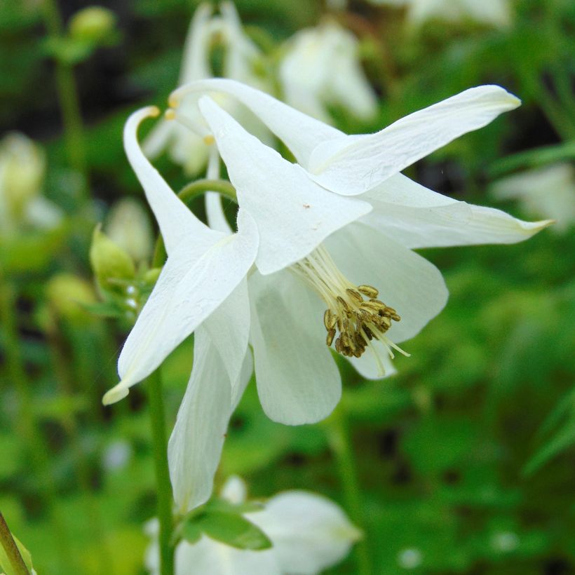 Aquilegia vulgaris var.nivea Munstead White (Fioritura)