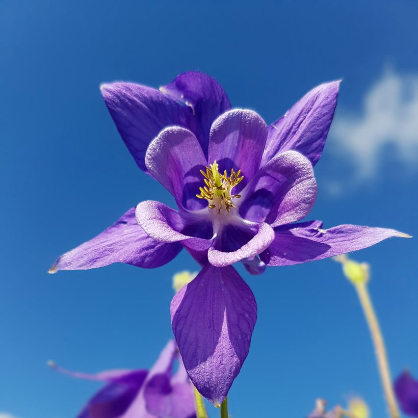 Aquilegia vulgaris (Fioritura)