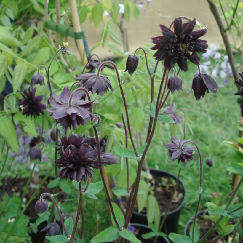 Aquilegia vulgaris var. stellata Black Barlow (Porto)