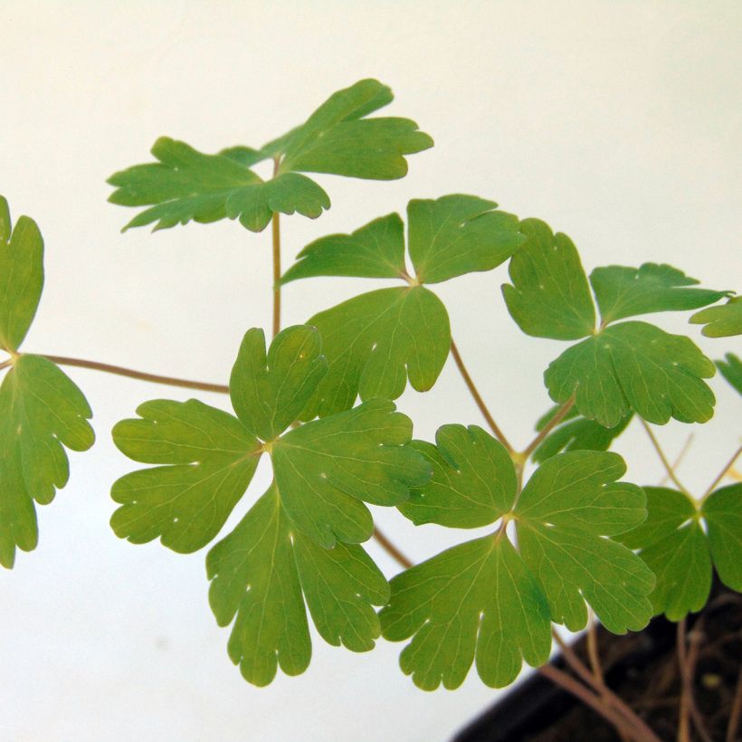 Aquilegia Blue Star (Fogliame)