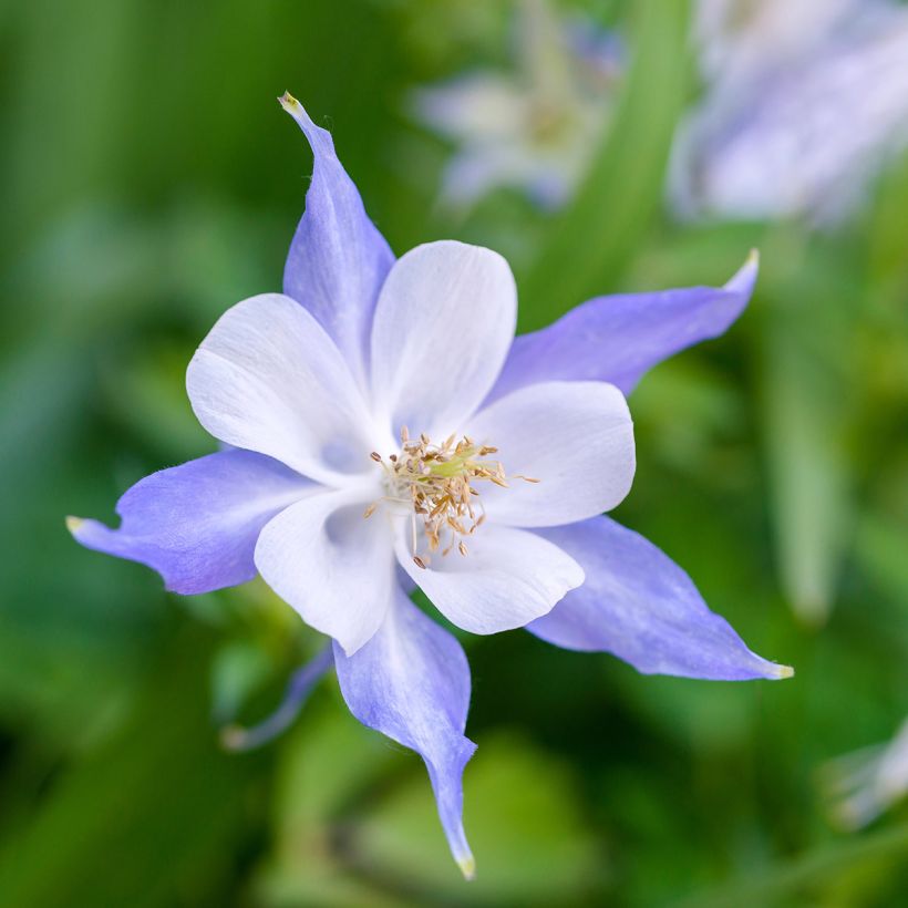 Aquilegia Blue Star (Fioritura)