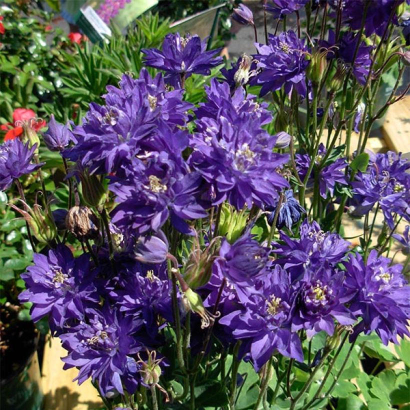 Aquilegia vulgaris Clementine Blue (Fioritura)