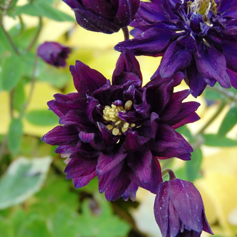 Aquilegia vulgaris Clementine Dark Purple (Fioritura)