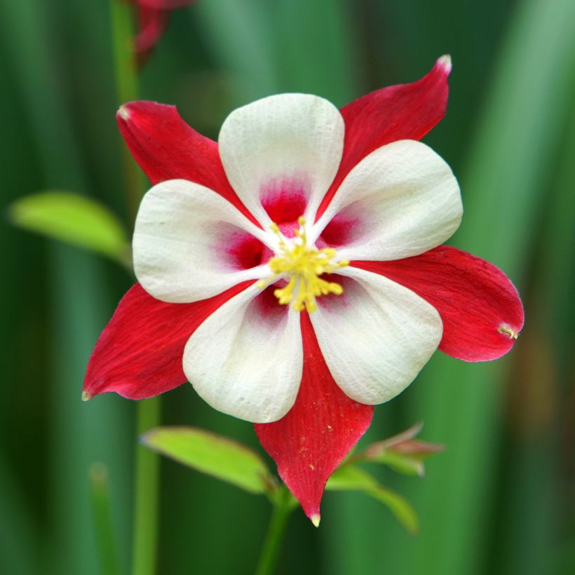 Aquilegia vulgaris Crimson Star (Fioritura)