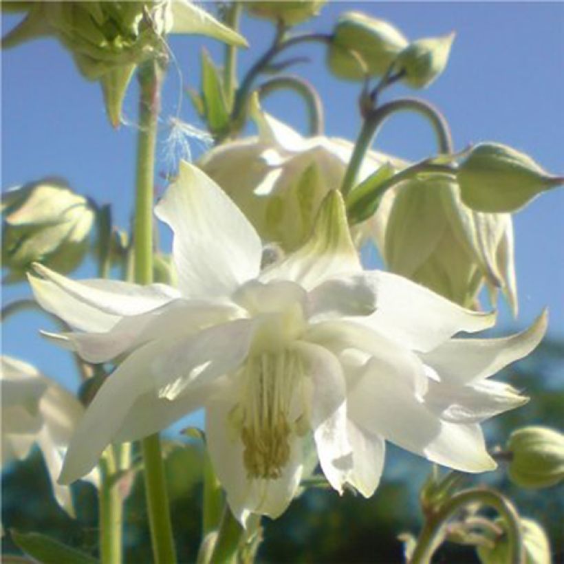 Aquilegia vulgaris clematiflora Green Apples (Fioritura)