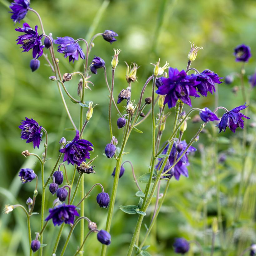 Aquilegia vulgaris Blue Barlow (Porto)