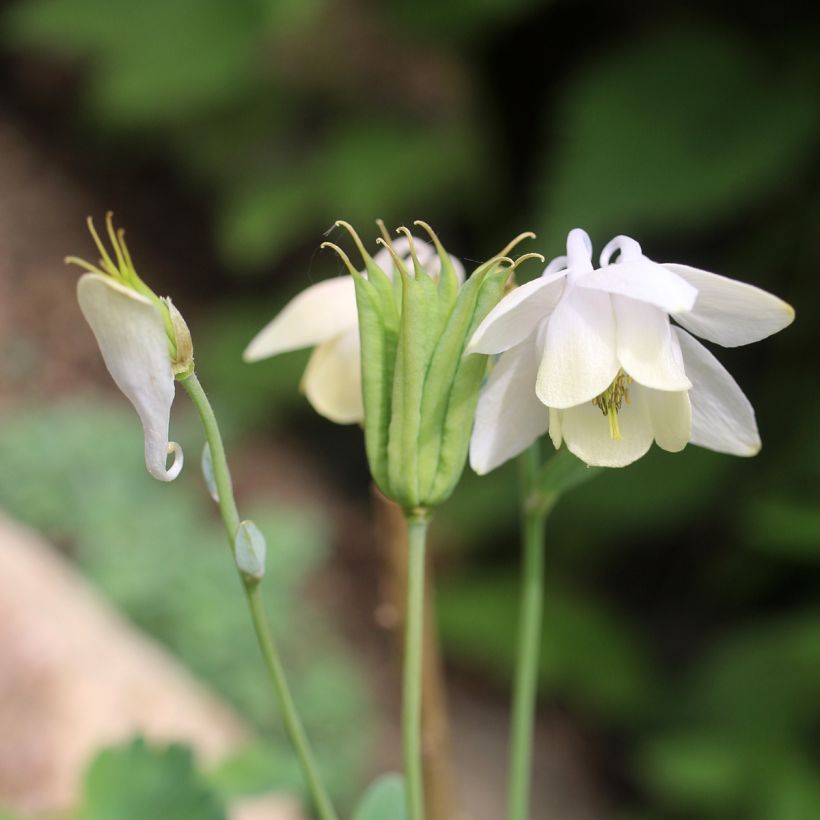 Aquilegia flabellata var. pumila alba (Fioritura)