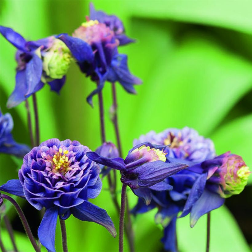 Aquilegia vulgaris Winky Double Dark Blue White (Fioritura)