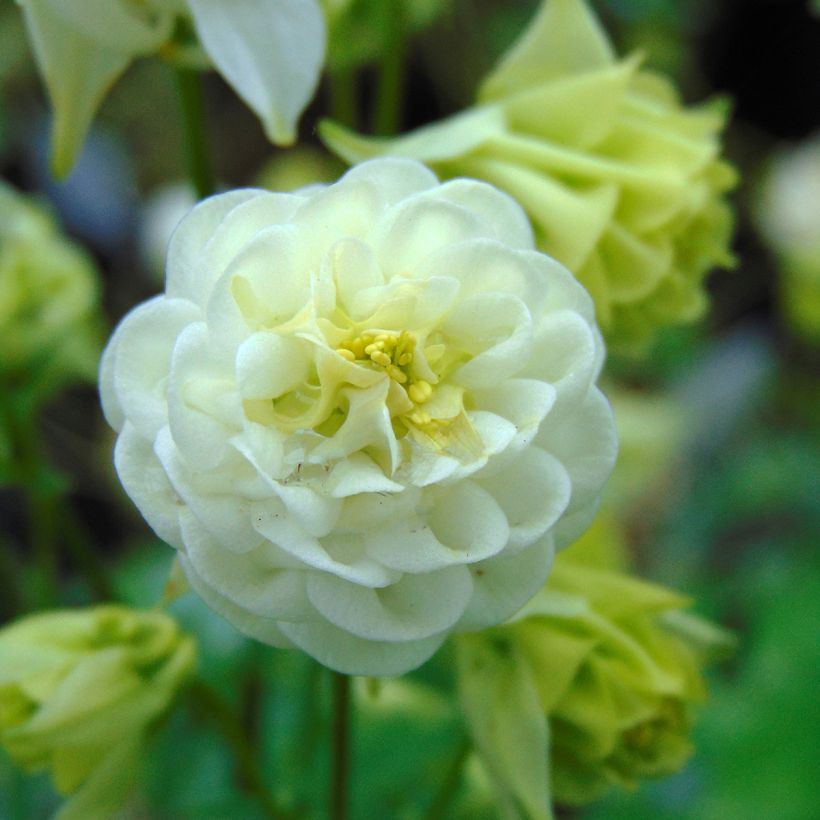 Aquilegia vulgaris Winky White and White (Fioritura)