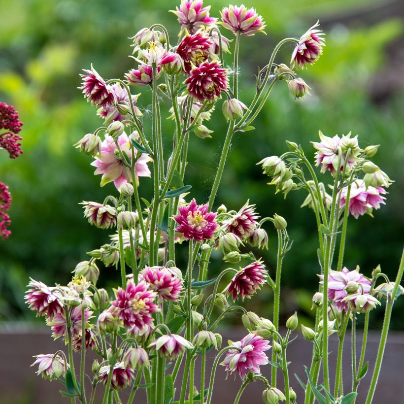 Aquilegia vulgaris Nora Barlow (Porto)