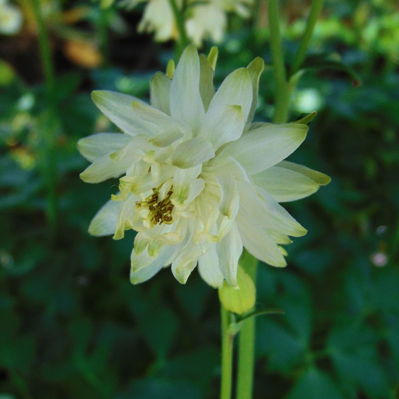 Aquilegia vulgaris var. stellata White Barlow (Fioritura)