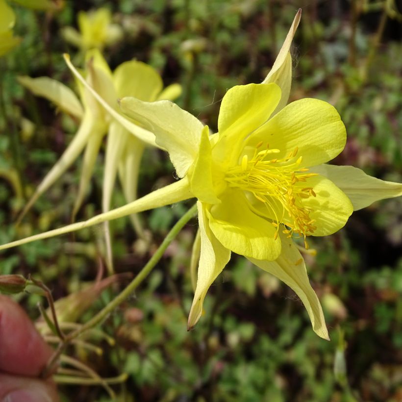 Aquilegia chrysantha Yellow Queen (Fioritura)