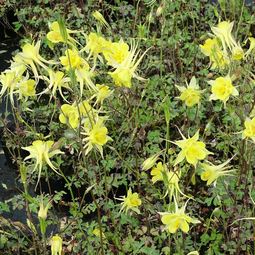 Aquilegia chrysantha Yellow Queen (Porto)