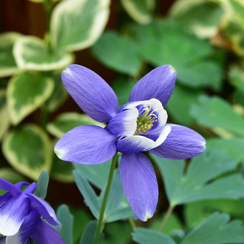 Aquilegia flabellata Cameo Blue and White (Fioritura)