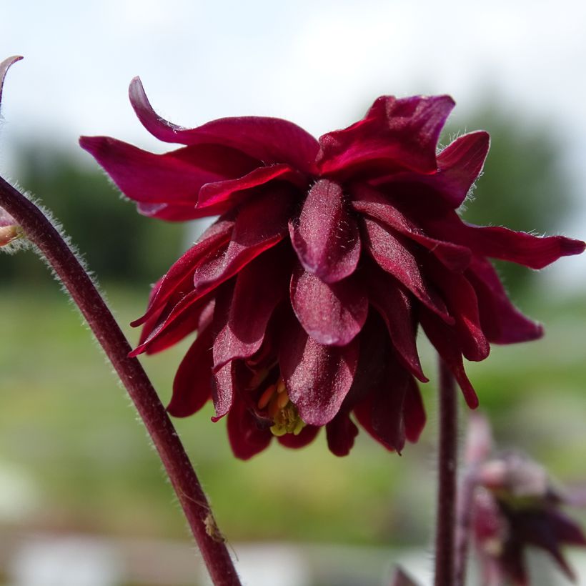 Aquilegia vulgaris Ruby Port (Fioritura)