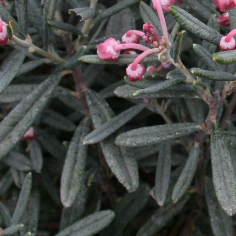 Andromeda polifolia Blue Lagoon - Rosmarino di palude (Fogliame)