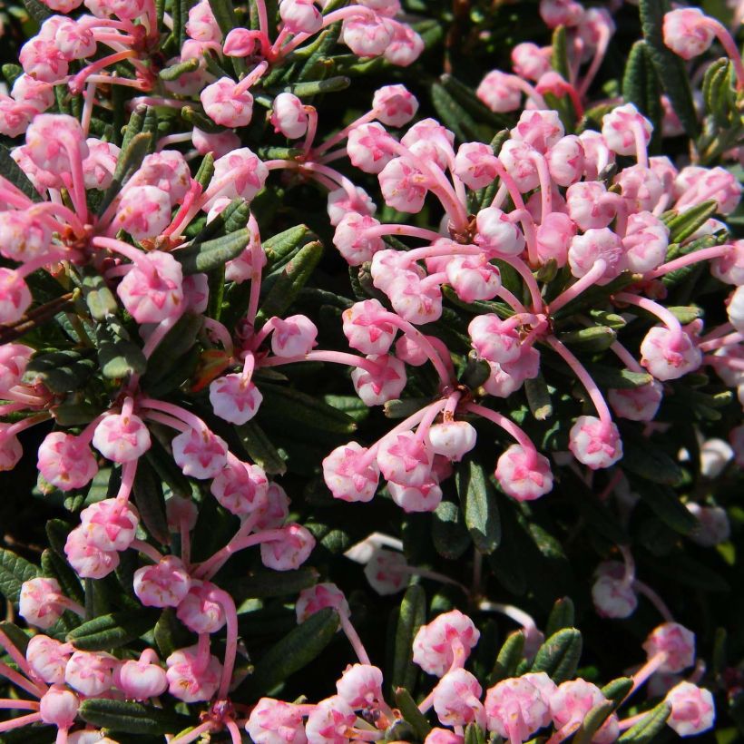 Andromeda polifolia Blue Lagoon - Rosmarino di palude (Fioritura)