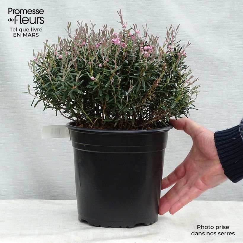 Andromède à feuilles de Podium - Andromeda polifolia Blue Lagoon Pot de 2L/3L esemplare consegnato in inverno