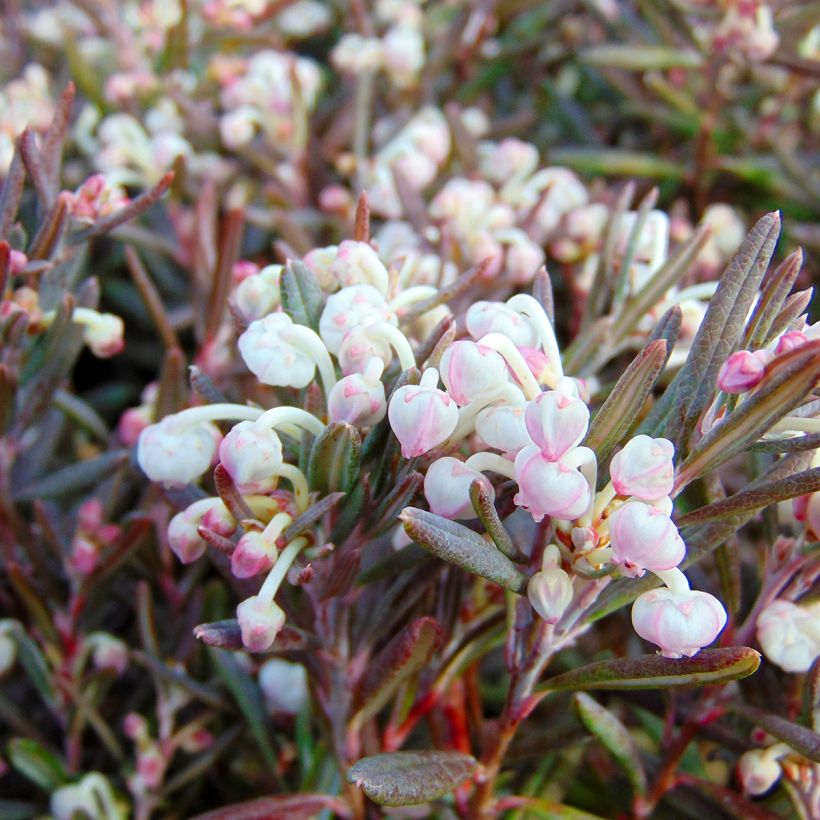 Andromeda polifolia Blue Ice - Rosmarino di palude (Fioritura)