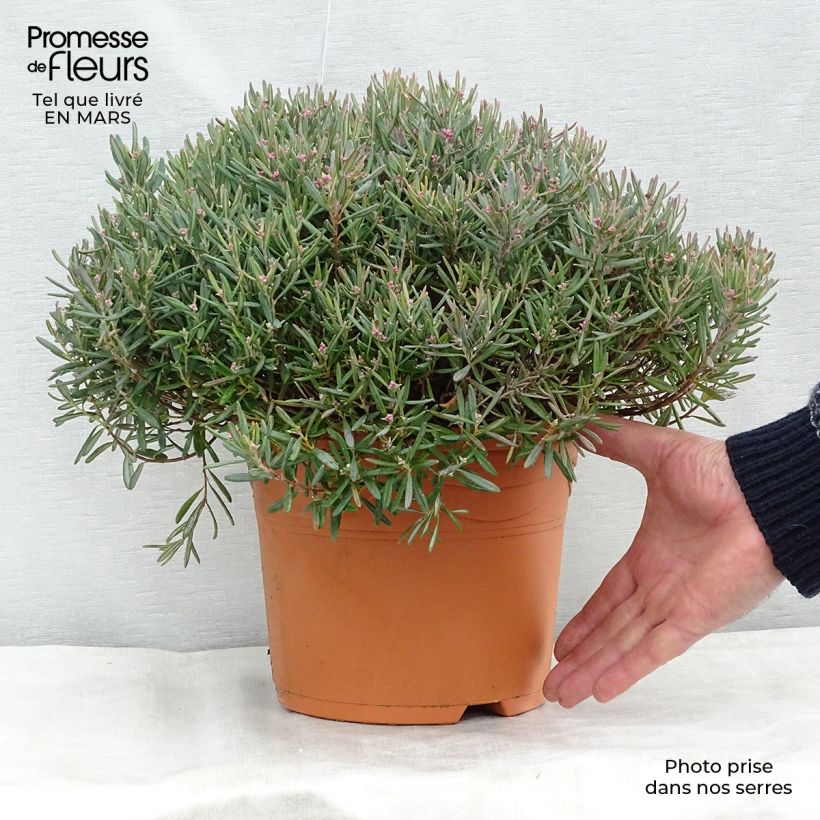 Andromède à feuilles de Polium - Andromeda polifolia Blue Ice en pot de 4L/5L esemplare consegnato in inverno