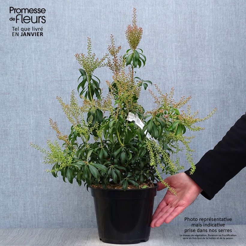 Andromède du Japon - Pieris Bonfire Pot de 3L/4L esemplare consegnato in inverno