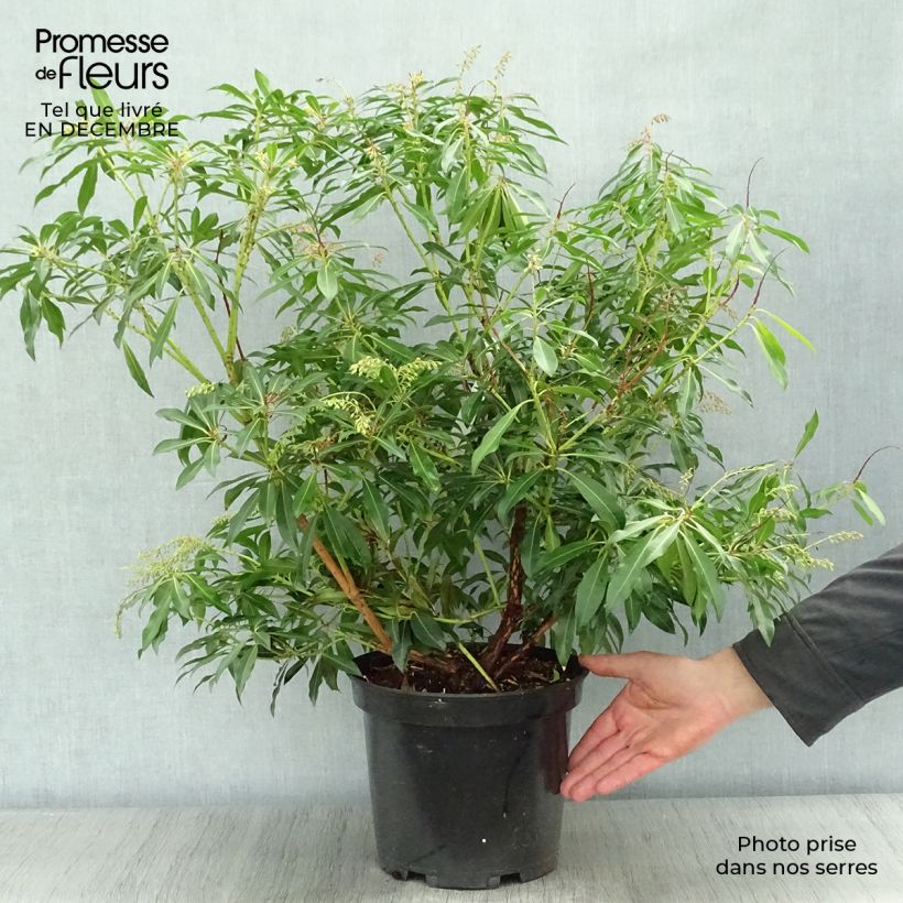 Andromède du Japon - Pieris Forest Flame en pot de 6L/7L. esemplare consegnato in inverno