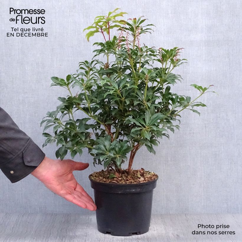 Andromède du Japon, Pieris Japonica Mountain Fire en pot de 4L/5L esemplare consegnato in inverno