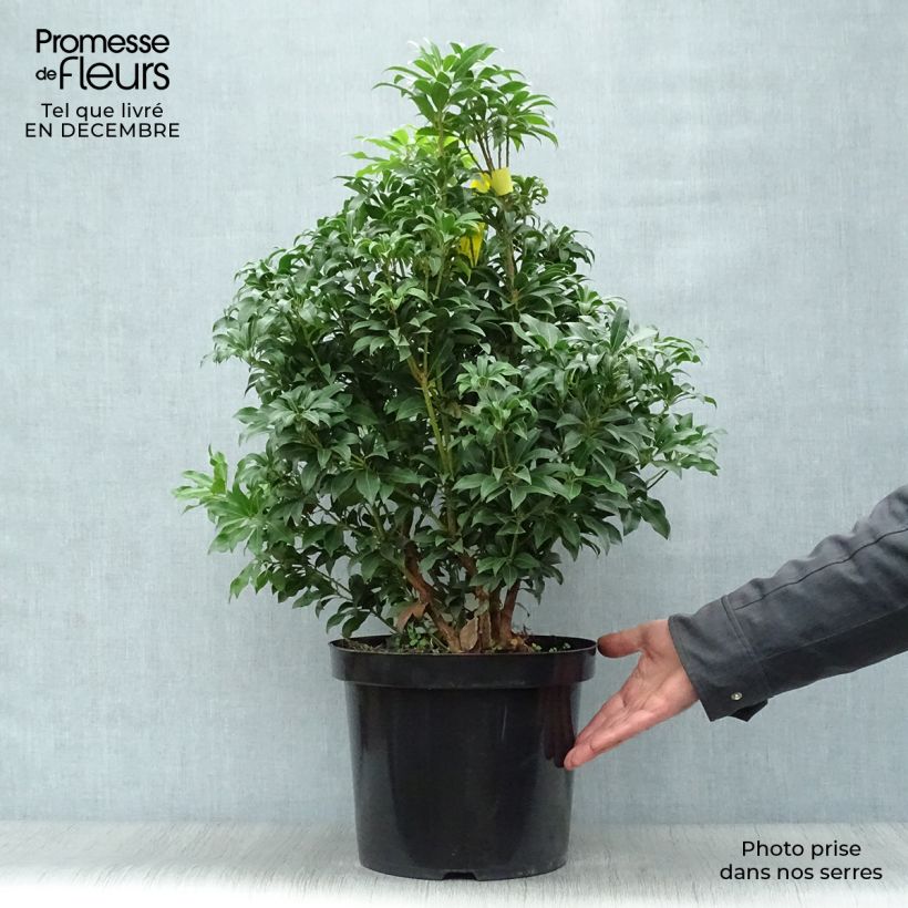 Andromède du Japon, Pieris Japonica Mountain Fire en pot de 7,5L/10L esemplare consegnato in inverno