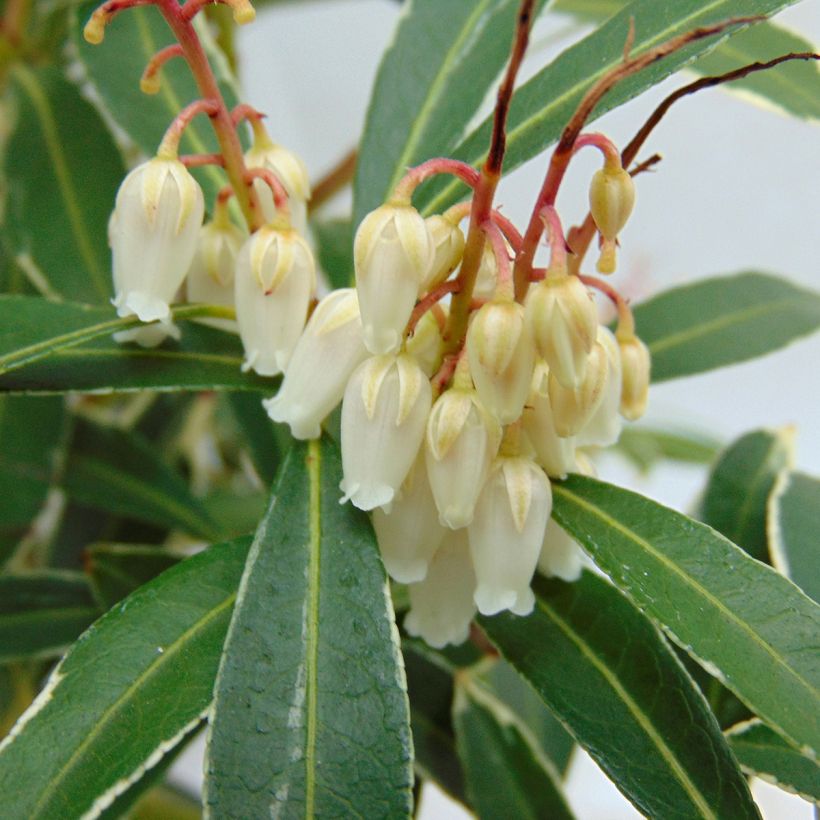 Pieris japonica Flaming Silver (Fioritura)