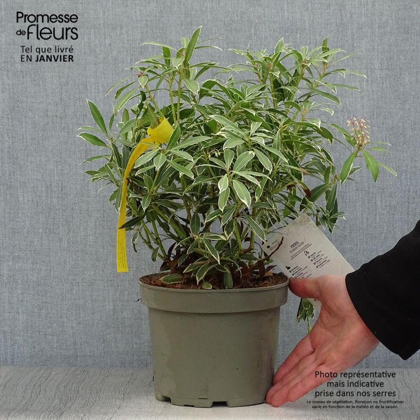 Andromède du Japon - Pieris japonica Flaming Silver en pot de 2-3L esemplare consegnato in inverno