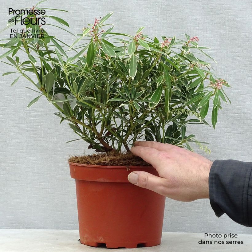 Andromède du Japon - Pieris japonica Flaming Silver en pot de 4L/5L esemplare consegnato in inverno