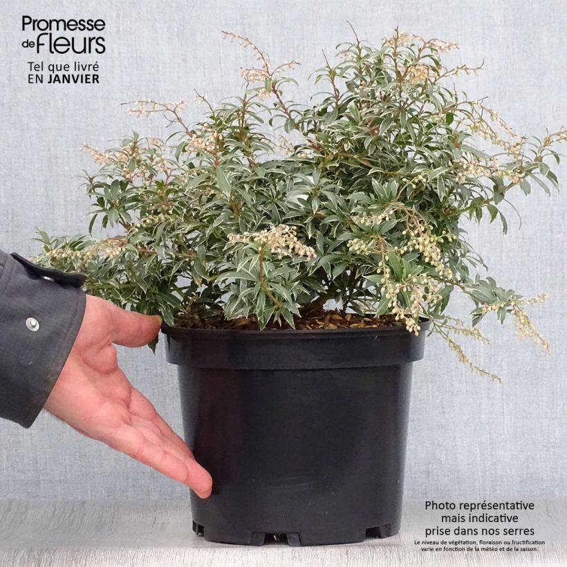 Andromède du Japon - Pieris japonica Little Heath en pot de 4L/5L esemplare consegnato in inverno