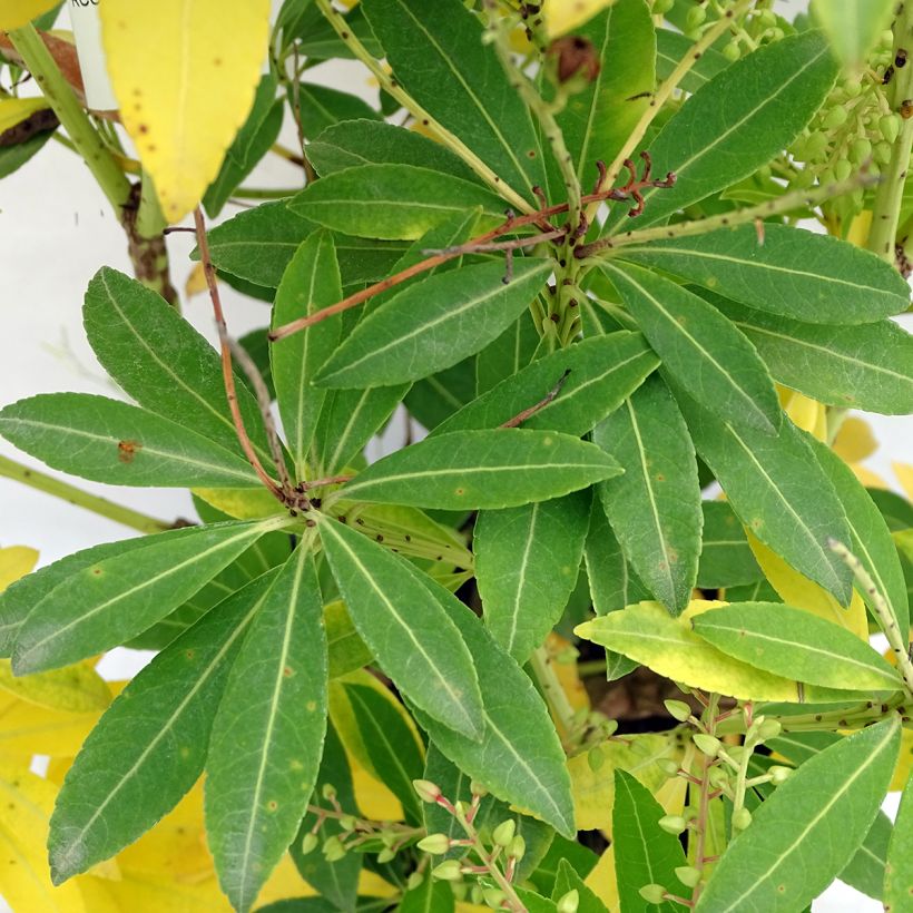 Pieris japonica Purity (Fogliame)