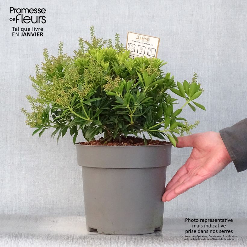 Andromède du Japon - Pieris japonica Purity Pot de 3L/4L esemplare consegnato in inverno