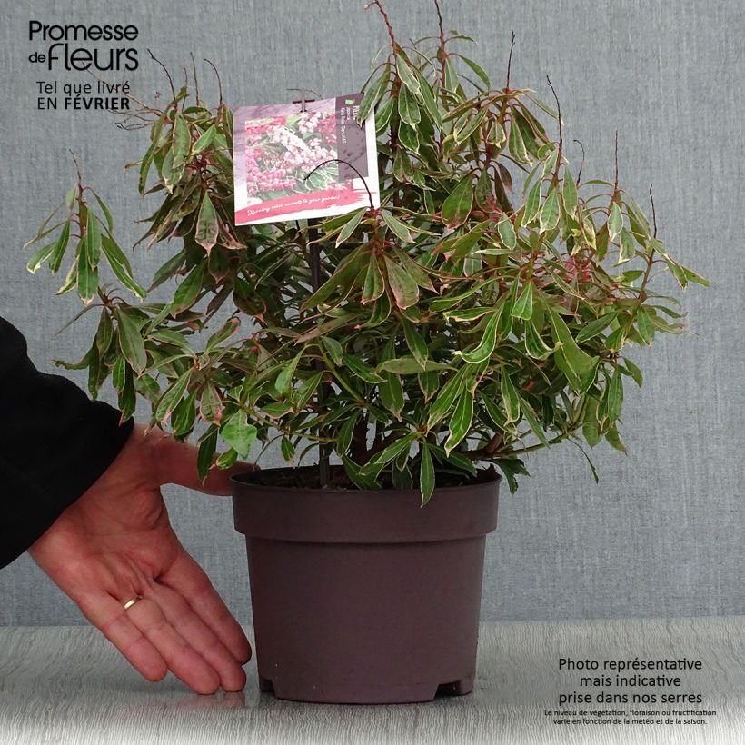 Andromède du Japon - Pieris japonica Ralto Rose ('Opstal10'PBR)  Pot de 2L/3L esemplare consegnato in inverno