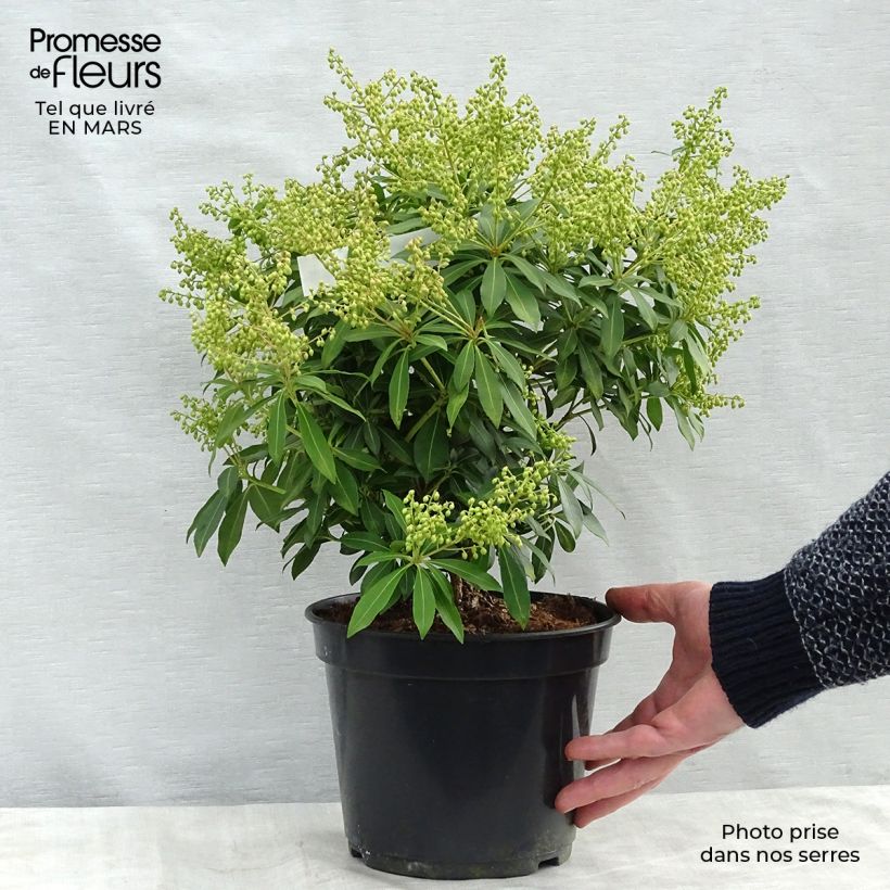 Andromède du Japon - Pieris japonica Sarabande Pot de 4L/5L esemplare consegnato in inverno