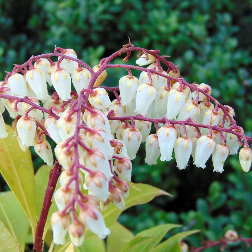 Pieris japonica Mountain Fire (Fioritura)