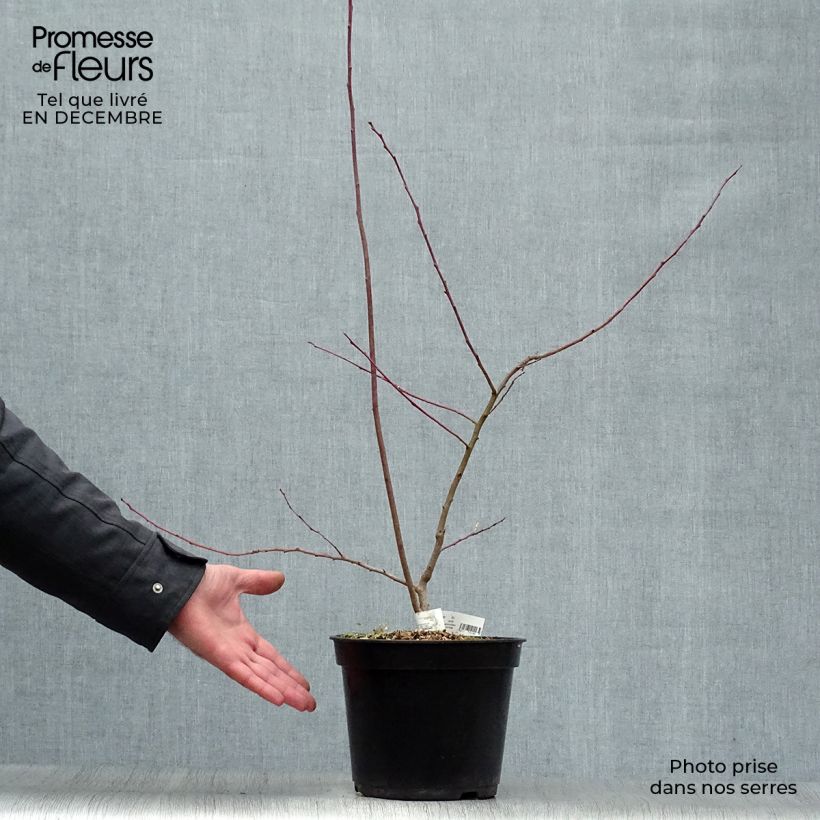 Andromède en arbre - Oxydendron arboreum Pot de 4L/5L esemplare consegnato in inverno