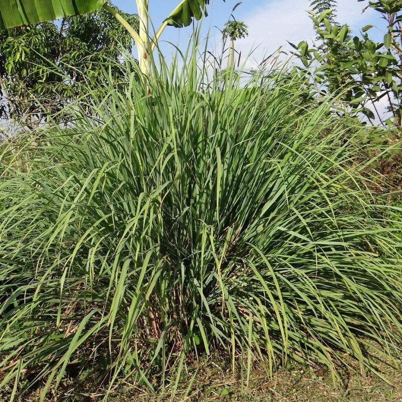 Cymbopogon citratus - Citronella Lemongrass (Porto)