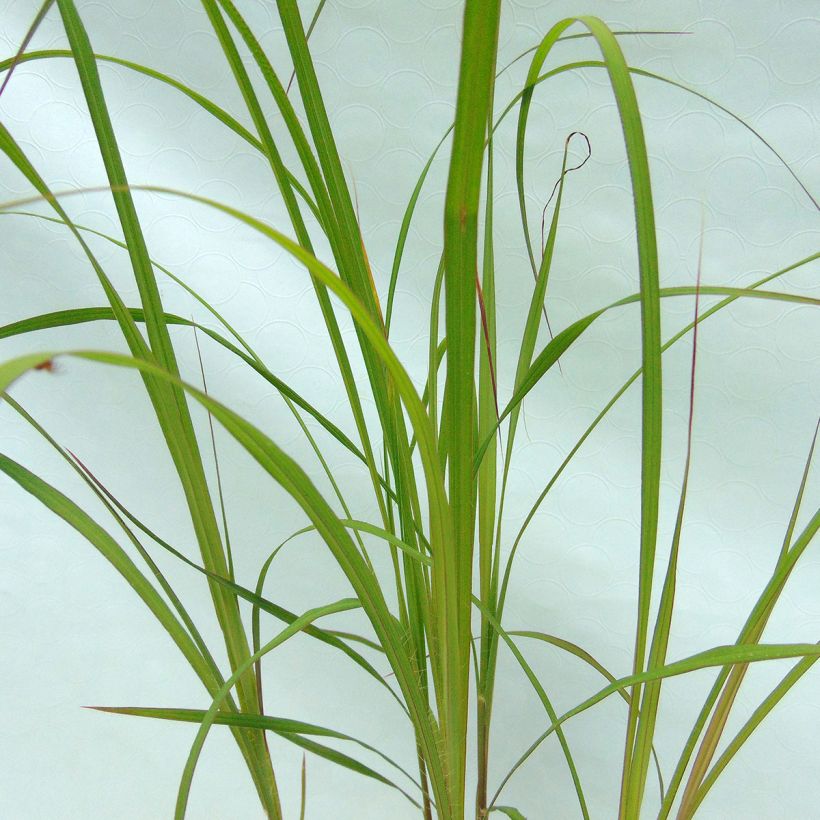 Andropogon gerardii Prairie Sommer (Fogliame)