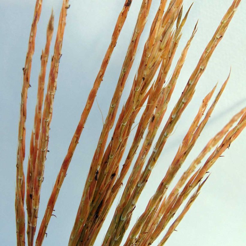 Andropogon gerardii Prairie Sommer (Fioritura)